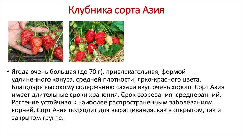 Клубника клери: описание сорта, фото и отзывы садоводов
