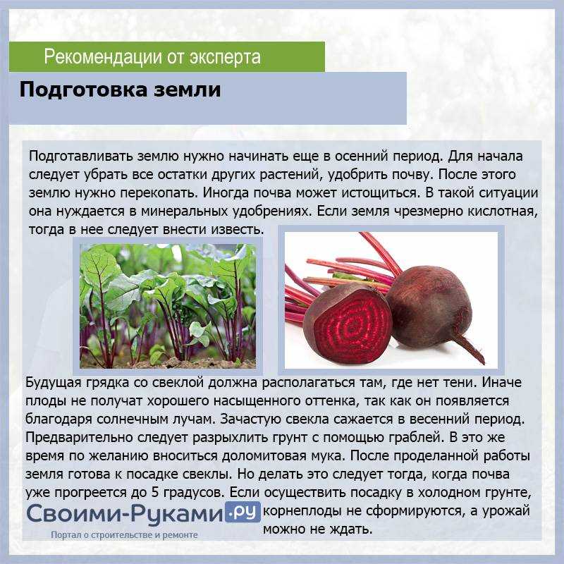 Лук и морковь: сажаем севок и сеем под зиму, подробный мастер-класс и фото