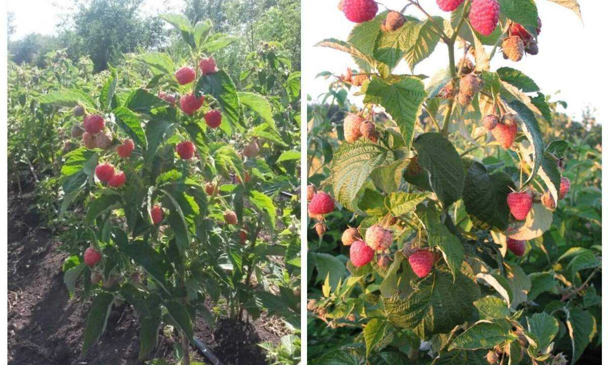 Особенности возделывания сорта малины «таруса»
