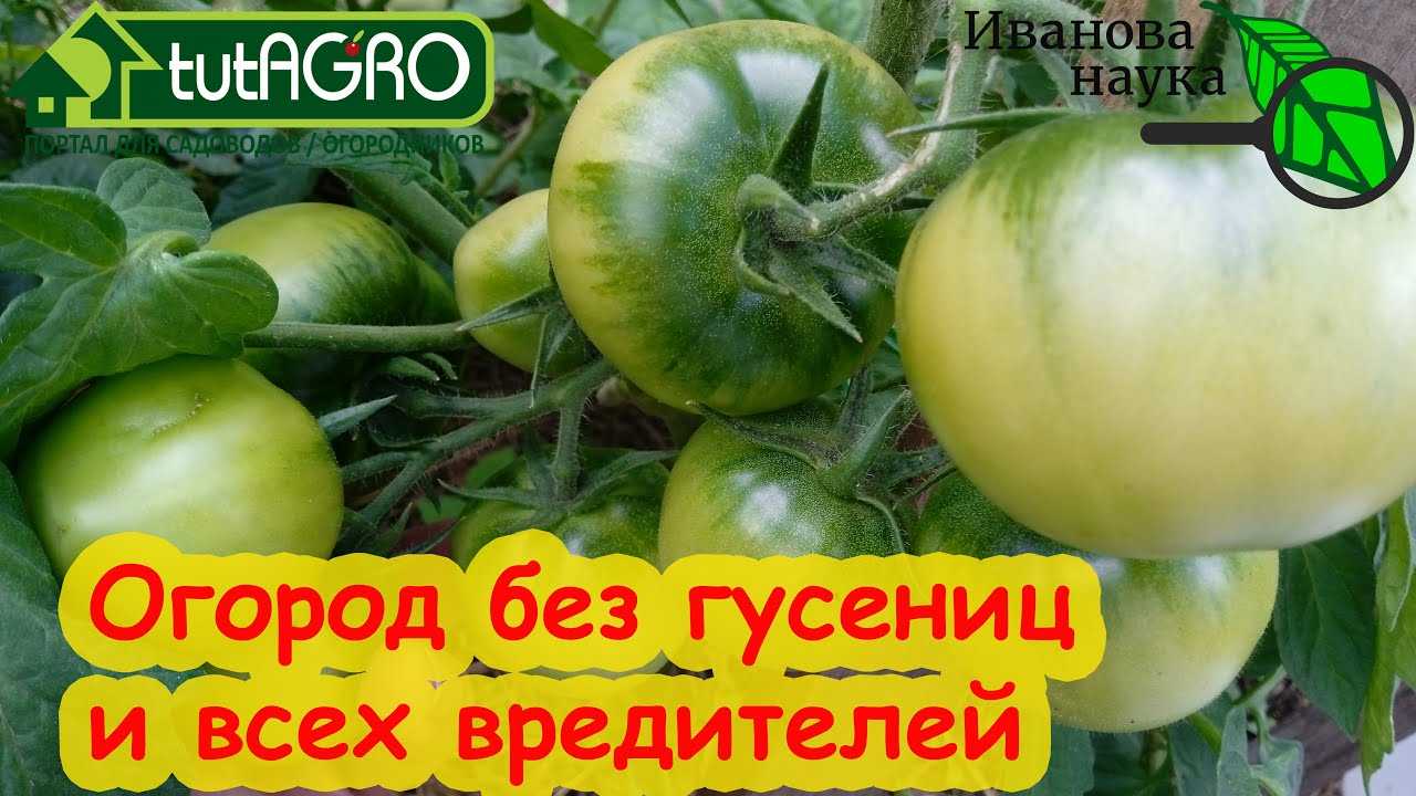 Гниль белая подсолнечника | справочник пестициды.ru