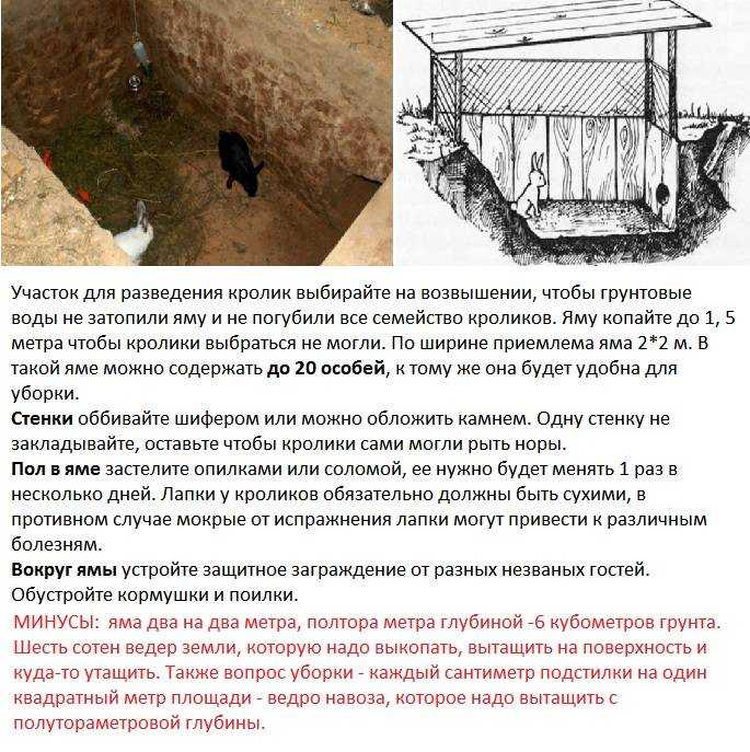 Разведение кроликов в ямах