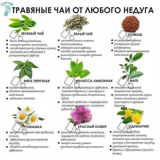 19 чайных трав которые можно вырастить дома