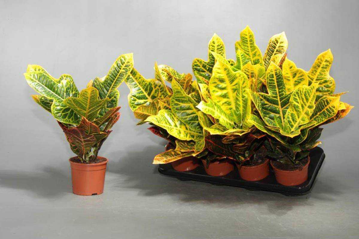 Кодиеум (codiaeum). описание, виды и уход за кодиеумом - флористика на "pionsad.ru"