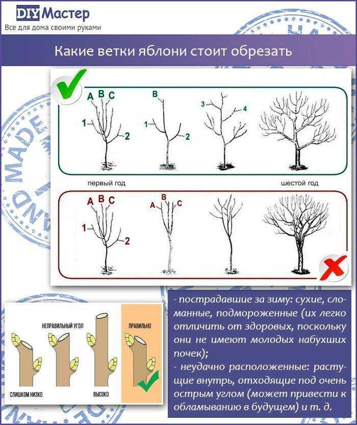 Что делать, если яблоня не плодоносит и почему это происходит