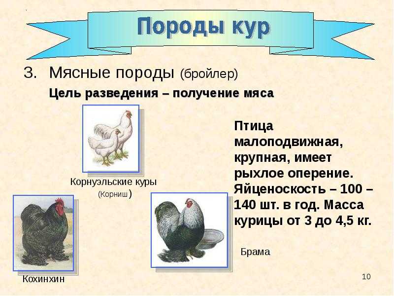 Лучшие породы кур-бройлеров