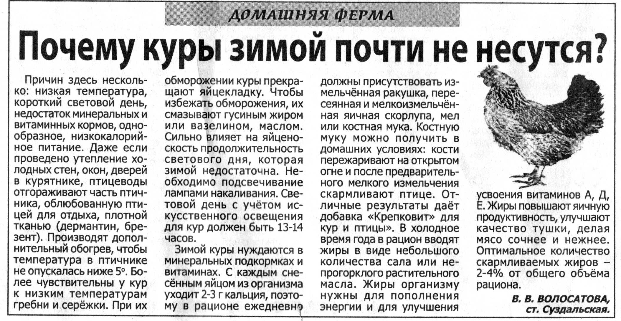 Куры падают на ноги: причины и рекомендации ветеринаров