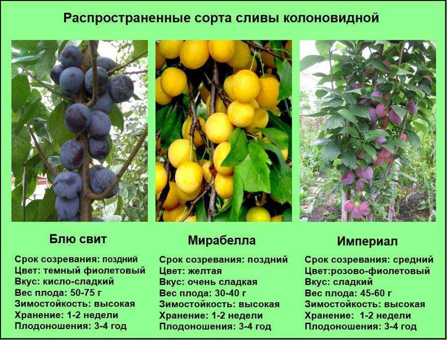 Слива для подмосковья: лучшие сорта, описание и отзывы