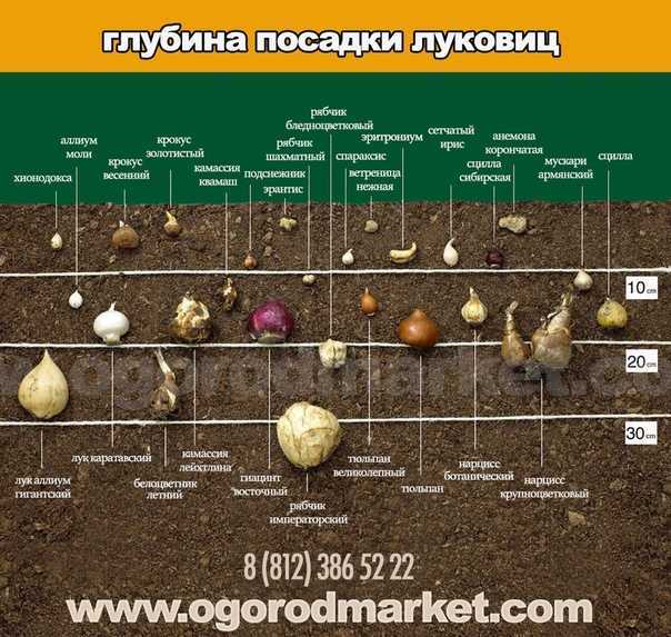 Как правильно сажать картофель под лопату, какое расстояние должно быть между лунками
