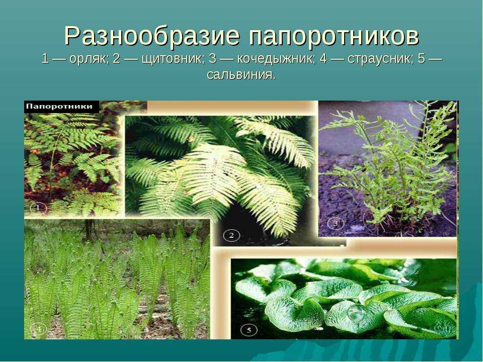 Какие бывают папоротники и где они растут | полезные растения
