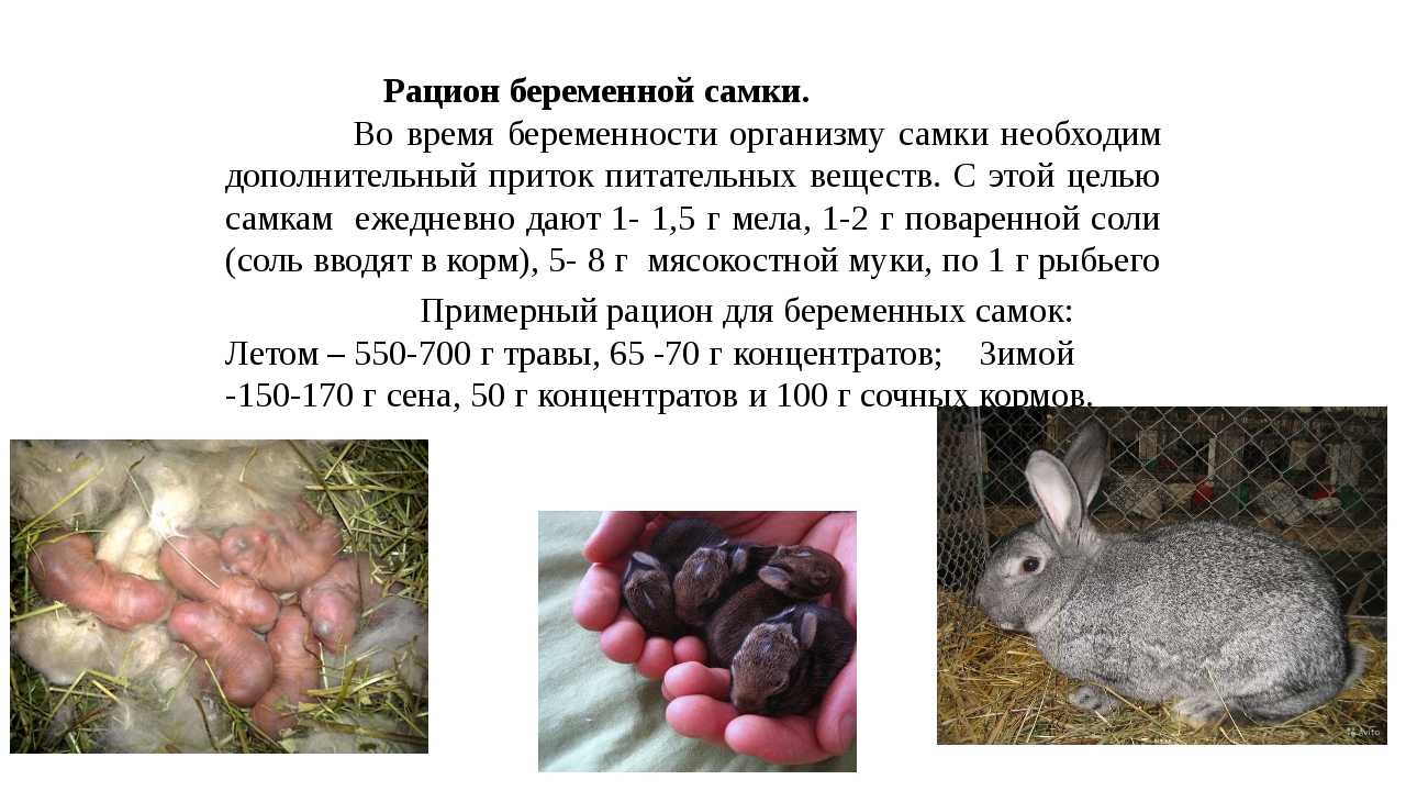Чем кормить кроликов: кормление в домашних условиях, что едят, чем нельзя кормить, список кормов