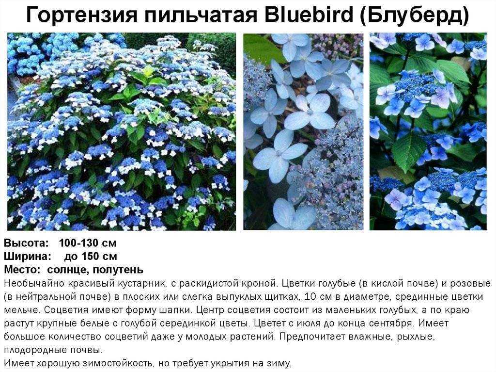 Все о гортензии пильчатой: сорта, посадка и уход, зимостойкость растения