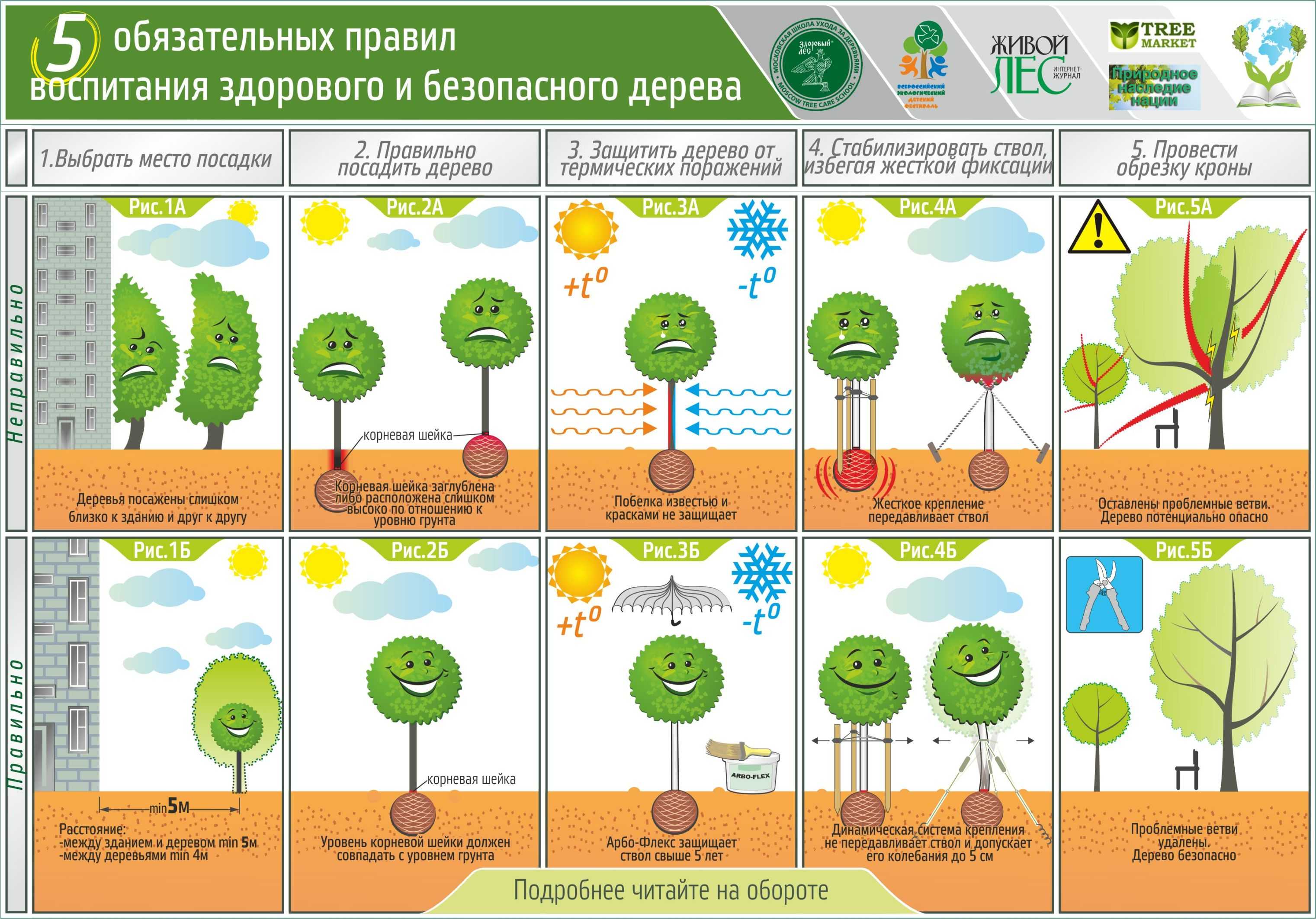 Особенности посадки саженцев жимолости весной