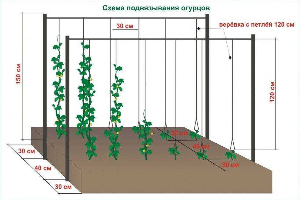 Подвязка огурцов в теплице и открытом грунте: 2 способа selo.guru — интернет портал о сельском хозяйстве