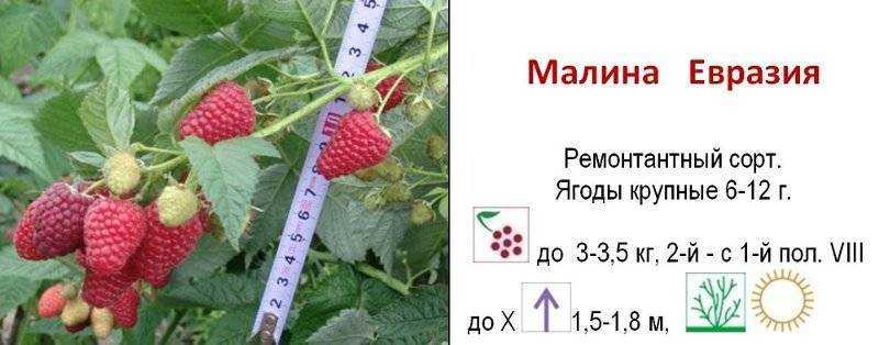 Малина евразия: описание и урожайность сорта