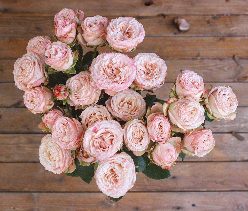 Роза э шропшир лэд (a shropshire lad): фото, отзывы, описание, характеристики