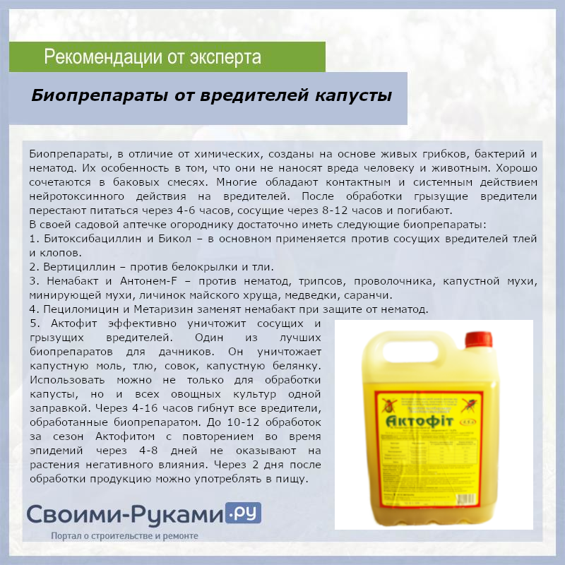 5 лучших народных средств для обработки капусты от слизней и гусениц