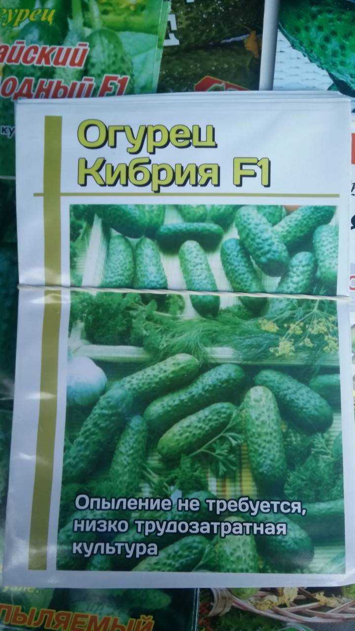 Огурец кибрия f1: описание сорта, отзывы, фото, посадка и уход