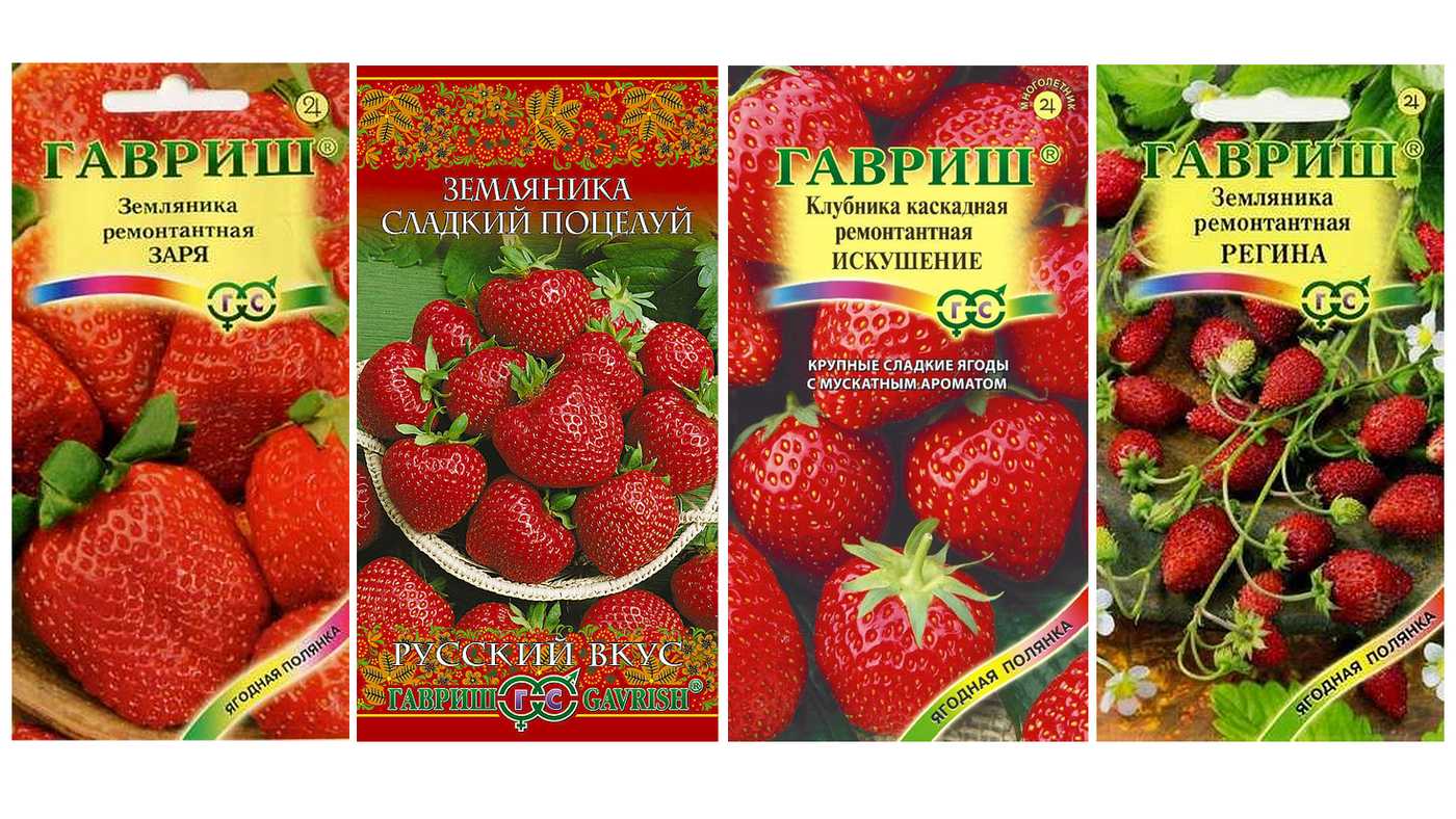 Лучшие сорта ремонтантной клубники