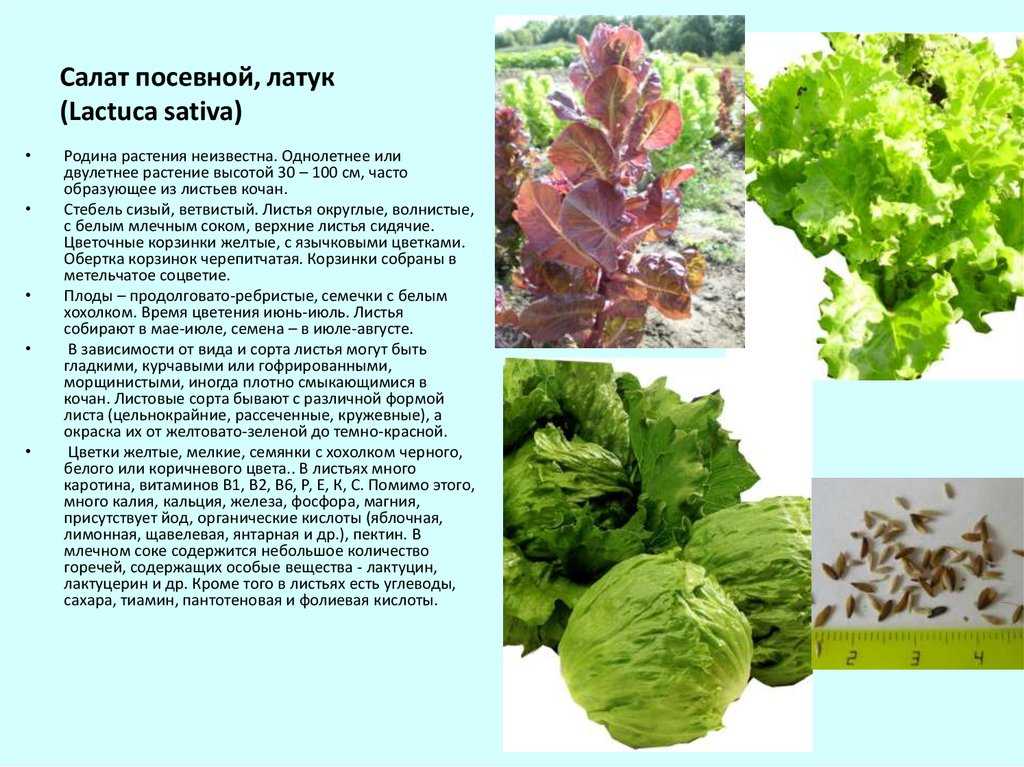 Все о выращивании лука Латук: как выглядит, посев и уход за растением