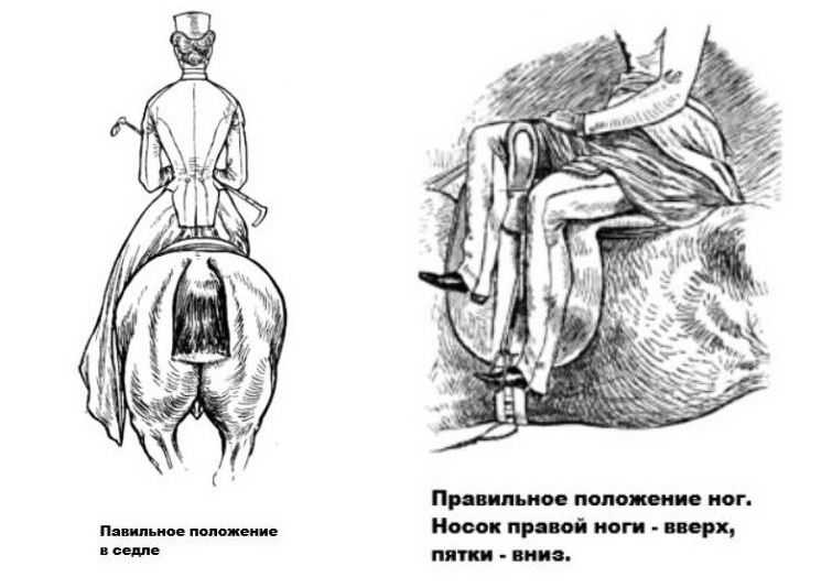 О седлах для лошадей: как правильно седлать лошадь, строение дамского седла