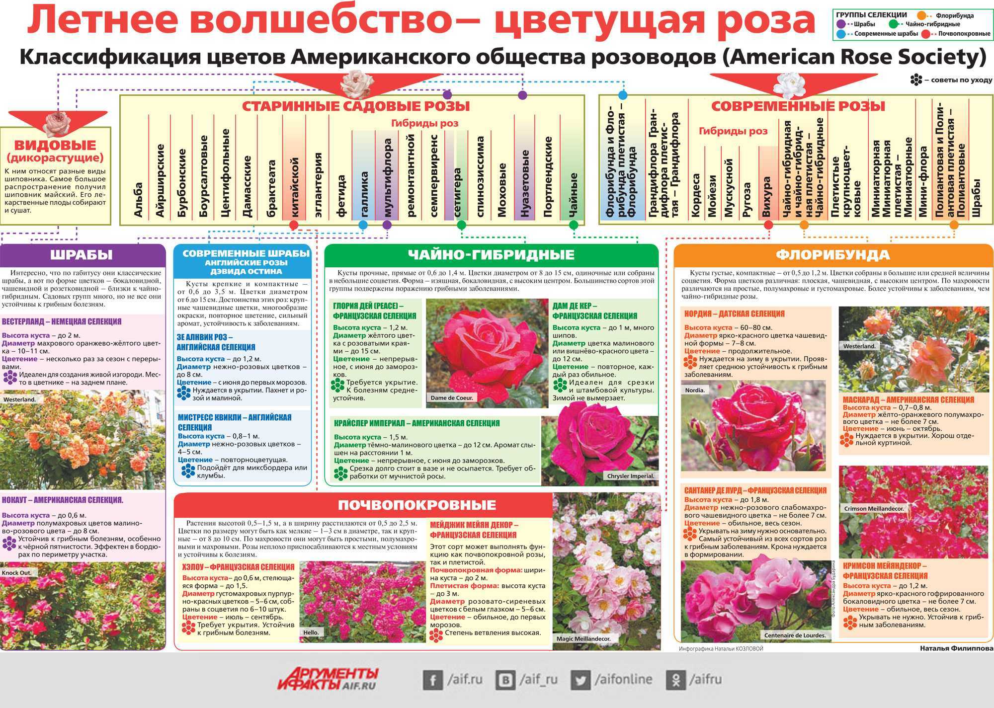 Лучшие сорта плетистых роз