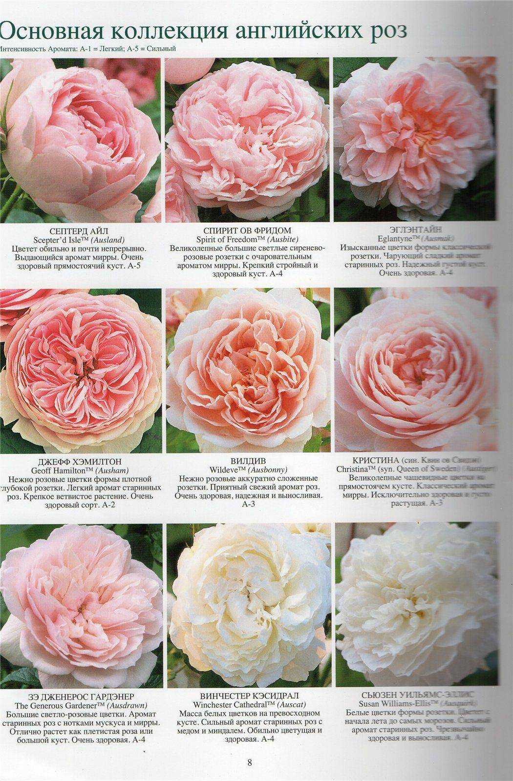 Роза шропшир лэд