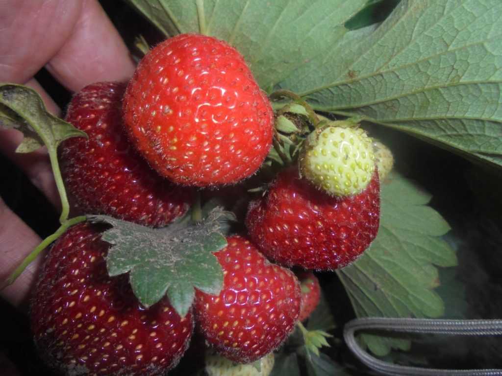 🍓лучшие сорта клубники для подмосковья на 2023 год