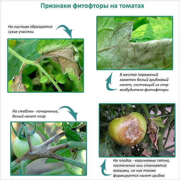 Фитофтора на помидорах в теплице и открытом грунте: методы борьбы | огородникам инфо