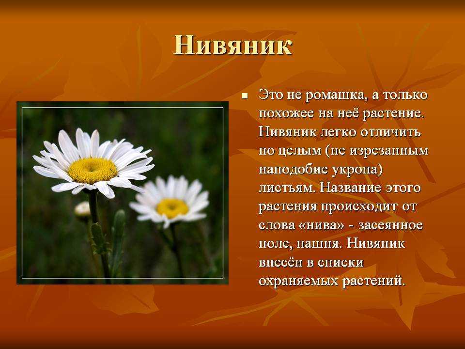 Ромашка аптечная — трава от множества недугов