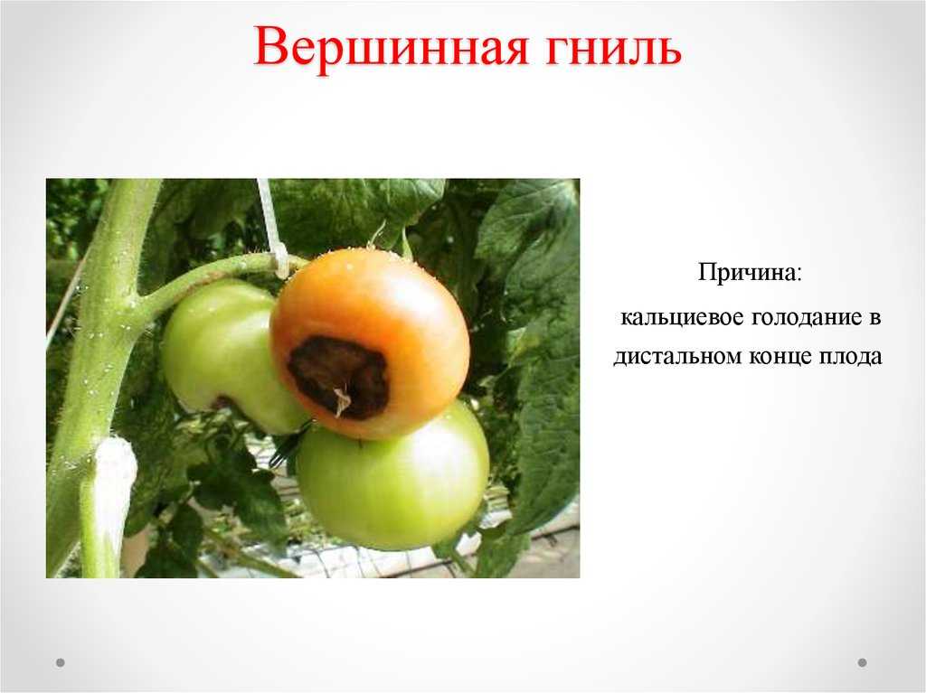 Вершинная гниль томатов в теплице и их лечение: меры борьбы