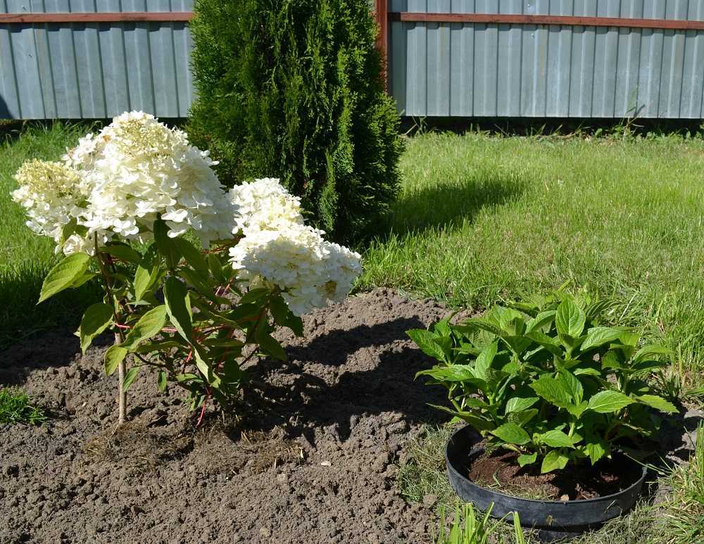 Гортензия уход выращивание, в открытом грунте, из горшка в грунт, сорта гортензии, посадка, размножение.. выращивание зимостойких садовых  и домашних гортензий. вырастить зимостойкую гортензию дома и в саду помогут простые рекомендации по уходу за ней.