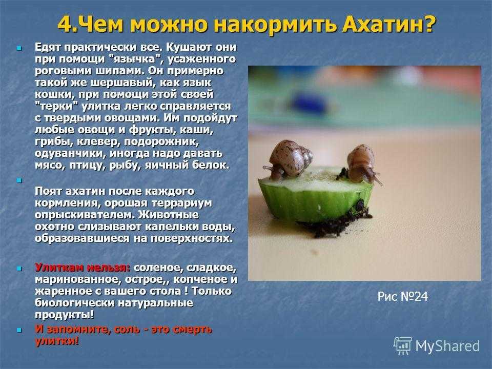 Как эффективнее бороться со слизнями и улитками в огороде? советы к.б.н. дмитрия белова