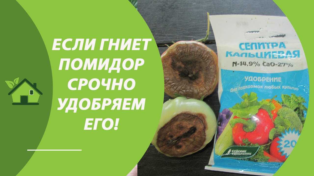Вершинная гниль на помидорах: лечение как корректировка агротехники