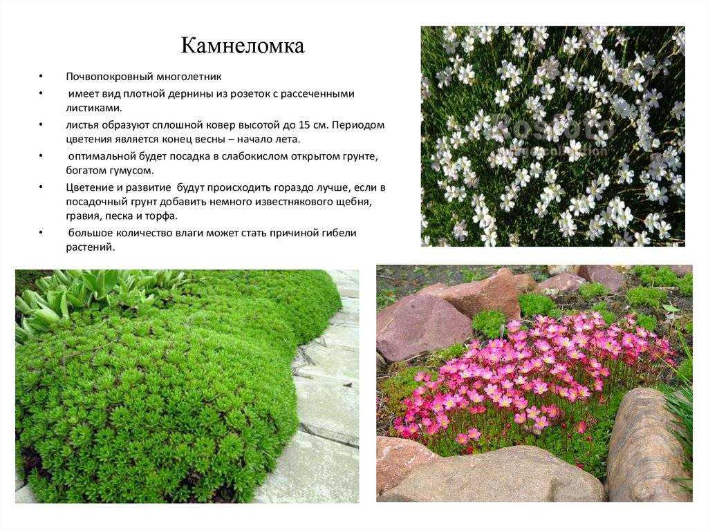 Камнеломка (Kamnelomka)  - описание сорта, саженцы, фото и характерные особенности