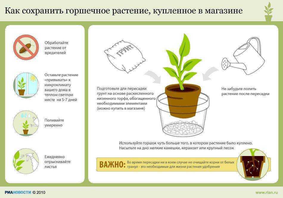 Черенкование роз осенью в домашних условиях: размножение цветка этим методом, нюансы разведения в квартире и как посадить, укоренить и вырастить культуру в горшке? selo.guru — интернет портал о сельском хозяйстве