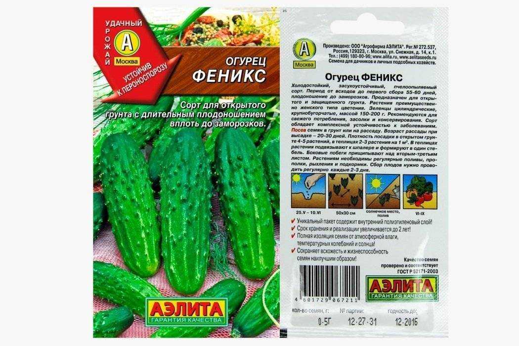 Огурцы феникс: описание сорта, особенности выращивания