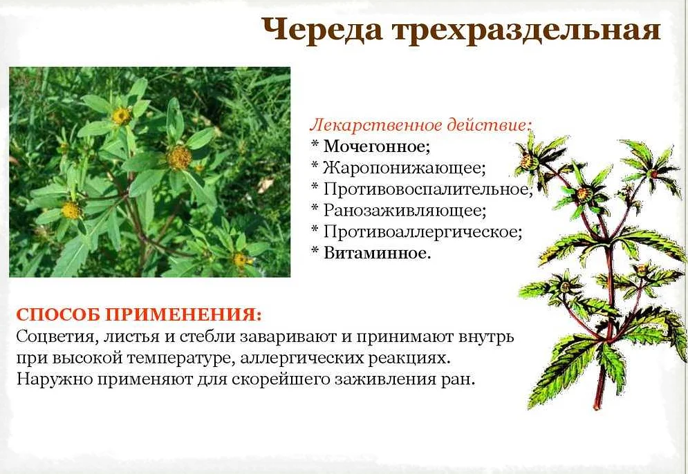 О траве череда: как выглядит, где растет, полезные свойства и сфера применения