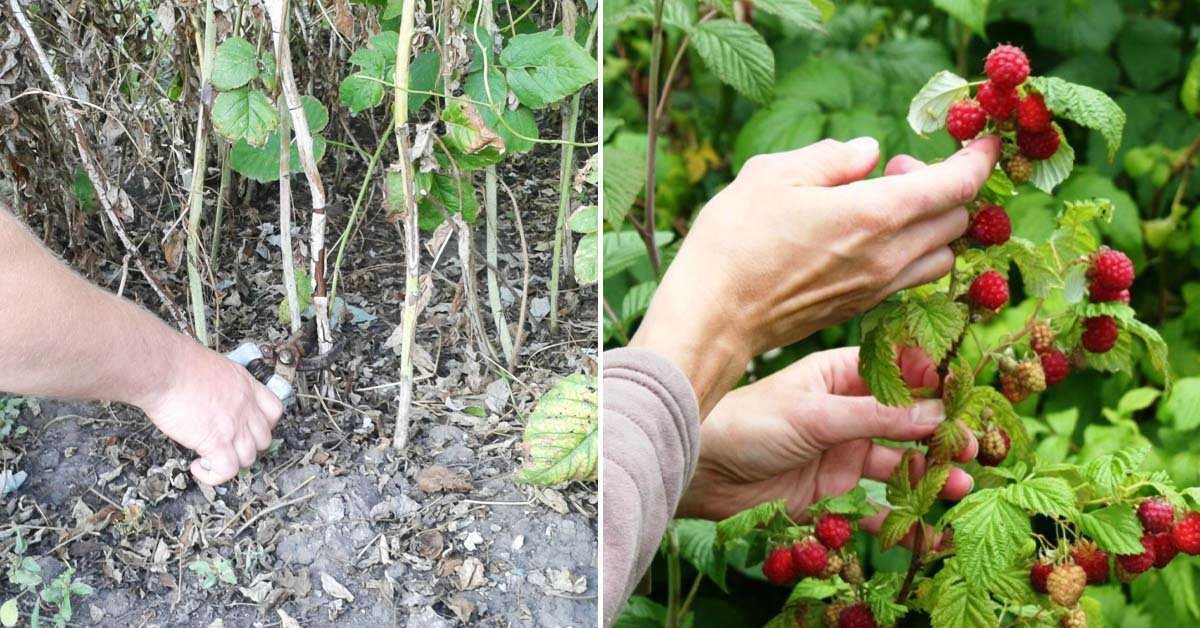 Малина киржач: описание сорта, фото, отзывы, посадка и уход