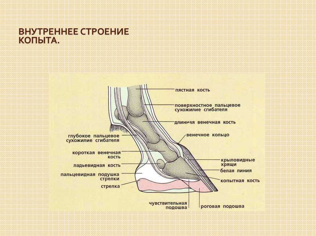 ᐉ копыто лошади: особенности строения, форма и размер - zooon.ru