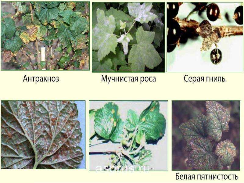 Болезни смородины: описание, признаки, методы лечения