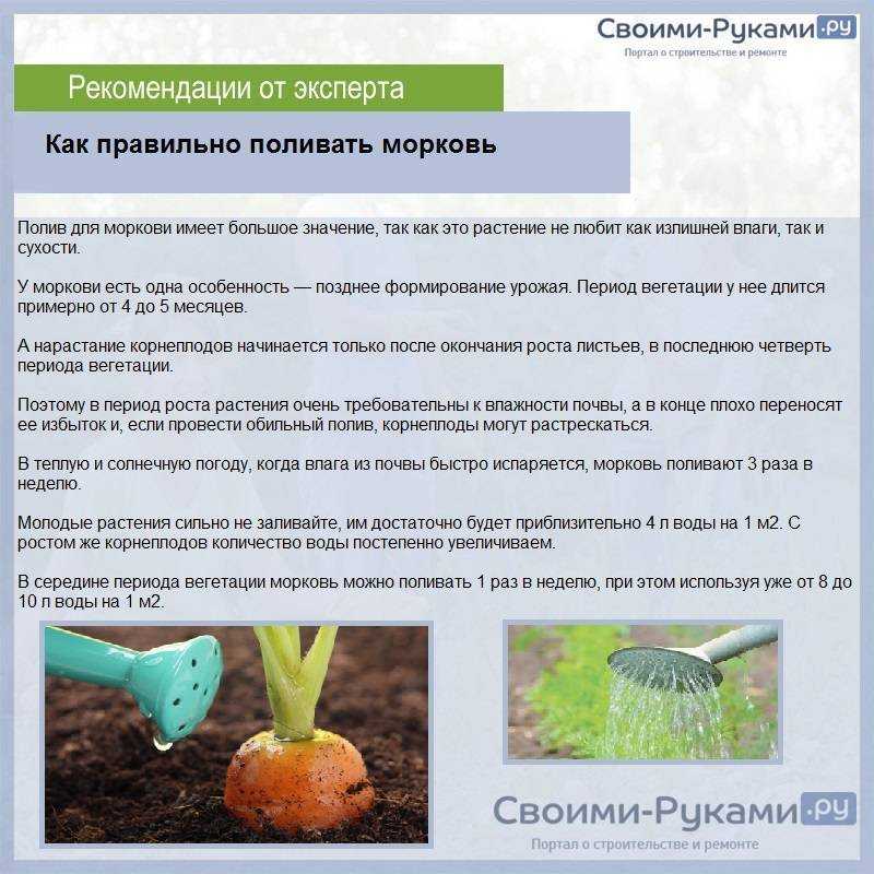 Когда и как правильно сажать семена моркови в открытый грунт весной