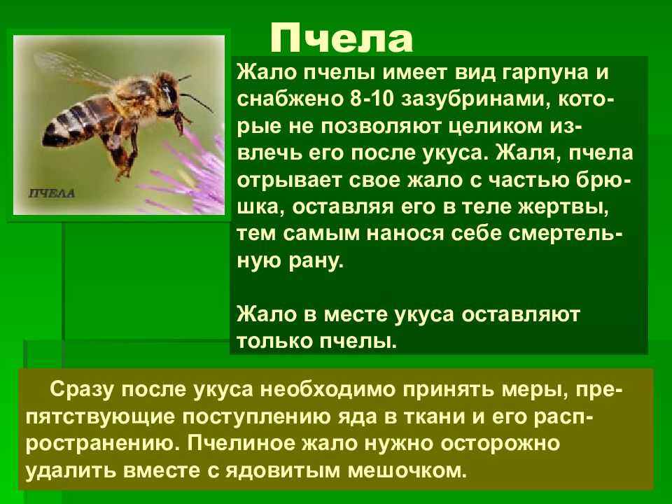 Укус шершня описание, опасность для человека, осложнения, первая помощь