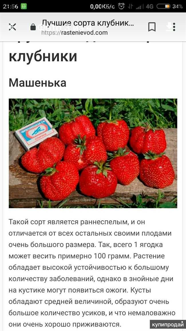 Садовая земляника машенька - описание сорта, нюансы ухода и прочие важные аспекты + фото. различия между земляникой и клубникой.