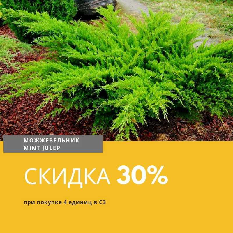Можжевельник минт джулеп- описание сарта, фото, посадка и уход
