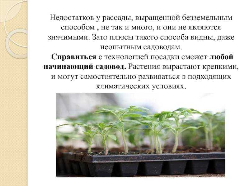 Когда сажать тыкву в открытый грунт семенами 2022 года