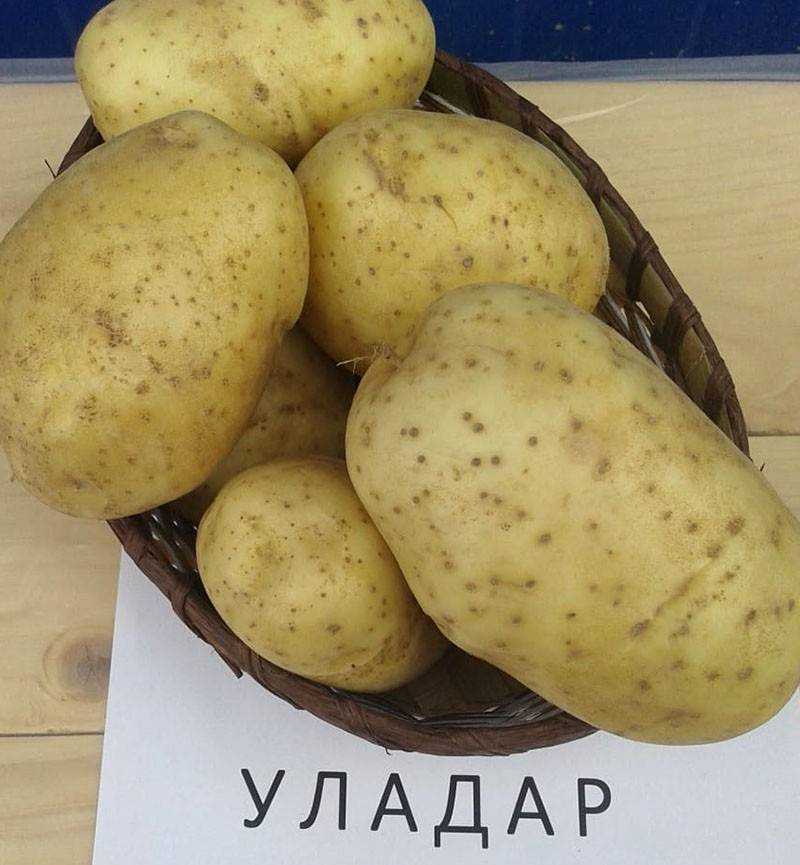 Картофель уладар: описание сорта, фото, отзывы