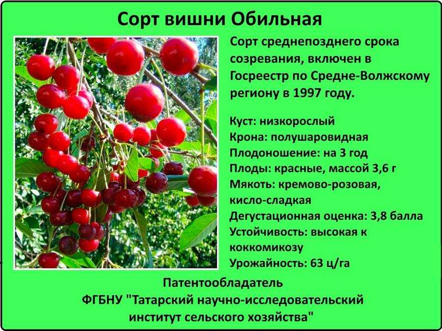 Вишня: лучшие сорта по отзывам, их описание и фото