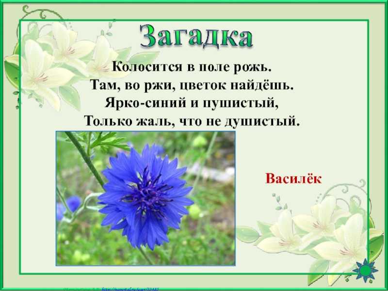 Цветок василек – миниатюрное украшение сада