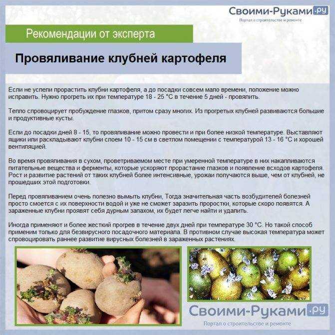 Как подготовить картофель к посадке весной: все этапы подготовки картошки, когда доставать на проращивание