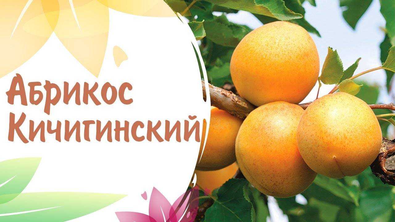 Абрикос кичигинский: описание сорта, преимущества и недостатки, характеристика плодов, выбор места, особенности посадки и ухода, отзывы и советы